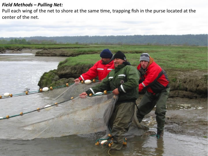 Fish: Beach Seining  Tidal Marsh Monitoring