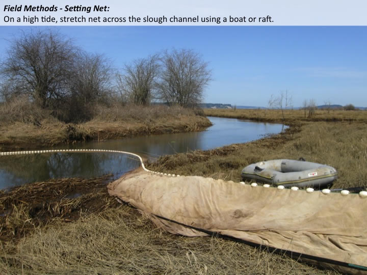 Fish: Fyke Netting  Tidal Marsh Monitoring