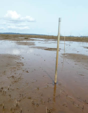 Sediment pin, Nisqually estuary