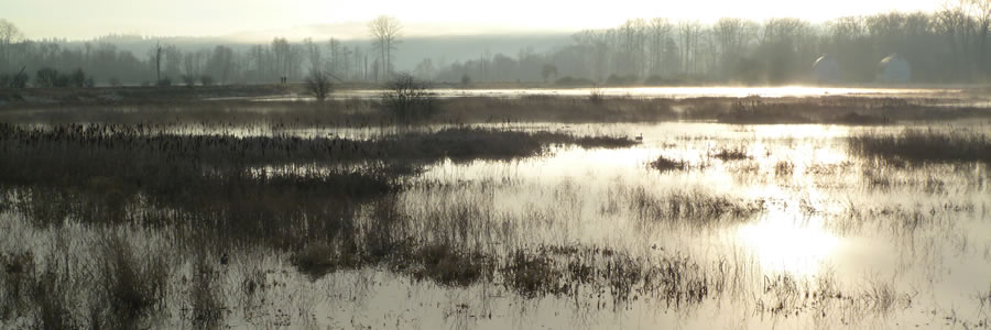 Tidal Marsh Monitoring